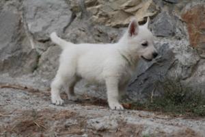 White-Shepherd-Puppies-BTWW-Sparta-286