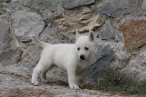 White-Shepherd-Puppies-BTWW-Sparta-287