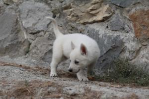 White-Shepherd-Puppies-BTWW-Sparta-288