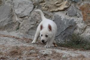 White-Shepherd-Puppies-BTWW-Sparta-289