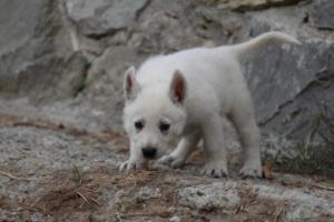 White-Shepherd-Puppies-BTWW-Sparta-291
