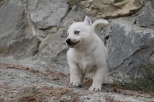 White-Shepherd-Puppies-BTWW-Sparta-292