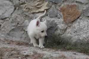 White-Shepherd-Puppies-BTWW-Sparta-293