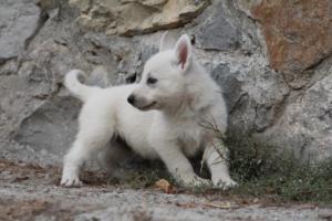 White-Shepherd-Puppies-BTWW-Sparta-296