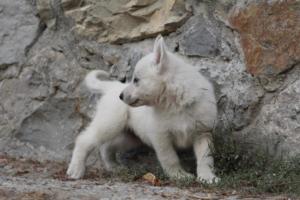 White-Shepherd-Puppies-BTWW-Sparta-297