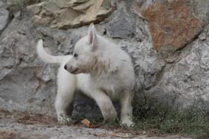 White-Shepherd-Puppies-BTWW-Sparta-298