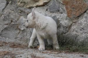 White-Shepherd-Puppies-BTWW-Sparta-299