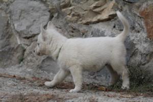 White-Shepherd-Puppies-BTWW-Sparta-300