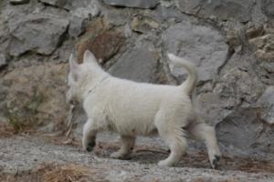 White-Shepherd-Puppies-BTWW-Sparta-302