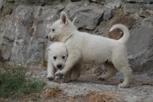 White-Shepherd-Puppies-BTWW-Sparta-303