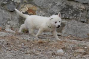 White-Shepherd-Puppies-BTWW-Sparta-304