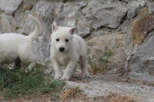 White-Shepherd-Puppies-BTWW-Sparta-305
