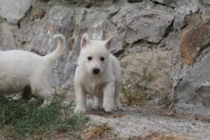 White-Shepherd-Puppies-BTWW-Sparta-306