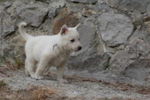 White-Shepherd-Puppies-BTWW-Sparta-307