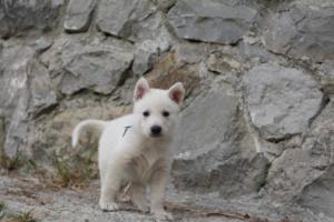 White-Shepherd-Puppies-BTWW-Sparta-308