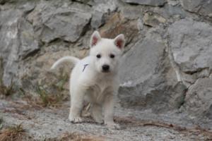 White-Shepherd-Puppies-BTWW-Sparta-309