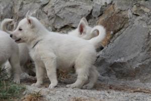 White-Shepherd-Puppies-BTWW-Sparta-310