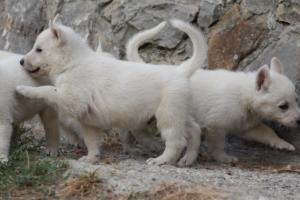 White-Shepherd-Puppies-BTWW-Sparta-311