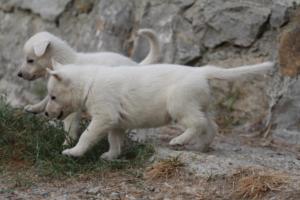White-Shepherd-Puppies-BTWW-Sparta-312