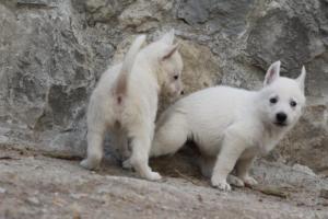 White-Shepherd-Puppies-BTWW-Sparta-313