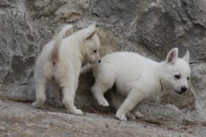 White-Shepherd-Puppies-BTWW-Sparta-314