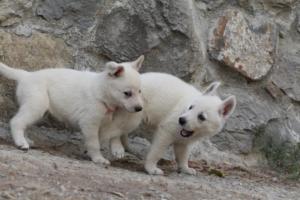 White-Shepherd-Puppies-BTWW-Sparta-315