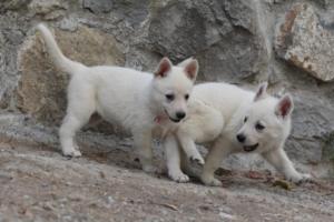 White-Shepherd-Puppies-BTWW-Sparta-316