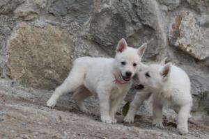 White-Shepherd-Puppies-BTWW-Sparta-317