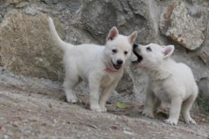 White-Shepherd-Puppies-BTWW-Sparta-318