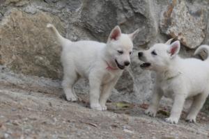 White-Shepherd-Puppies-BTWW-Sparta-319