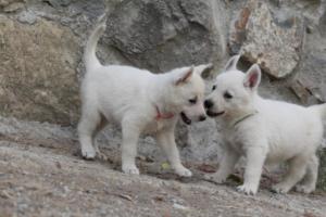 White-Shepherd-Puppies-BTWW-Sparta-320