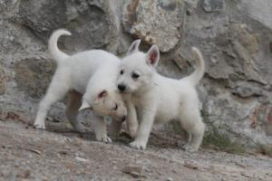 White-Shepherd-Puppies-BTWW-Sparta-321