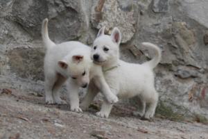 White-Shepherd-Puppies-BTWW-Sparta-322