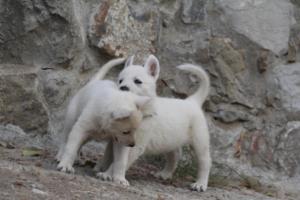 White-Shepherd-Puppies-BTWW-Sparta-323