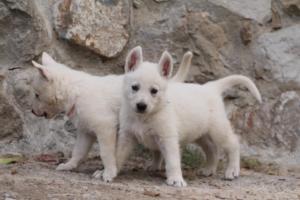 White-Shepherd-Puppies-BTWW-Sparta-324