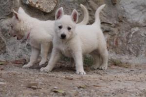 White-Shepherd-Puppies-BTWW-Sparta-325
