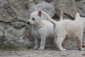 White-Shepherd-Puppies-BTWW-Sparta-326
