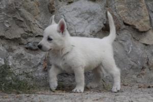White-Shepherd-Puppies-BTWW-Sparta-327