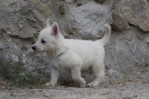 White-Shepherd-Puppies-BTWW-Sparta-328