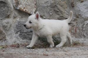White-Shepherd-Puppies-BTWW-Sparta-329
