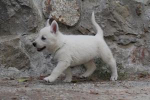 White-Shepherd-Puppies-BTWW-Sparta-330