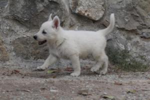 White-Shepherd-Puppies-BTWW-Sparta-331