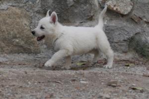 White-Shepherd-Puppies-BTWW-Sparta-332