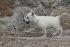 White-Shepherd-Puppies-BTWW-Sparta-333
