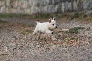 White-Shepherd-Puppies-BTWW-Sparta-339