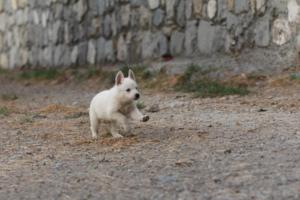 White-Shepherd-Puppies-BTWW-Sparta-340