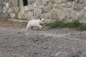 White-Shepherd-Puppies-BTWW-Sparta-344
