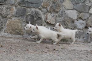 White-Shepherd-Puppies-BTWW-Sparta-345