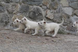 White-Shepherd-Puppies-BTWW-Sparta-346
