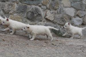 White-Shepherd-Puppies-BTWW-Sparta-347